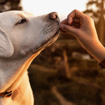 Dog treats